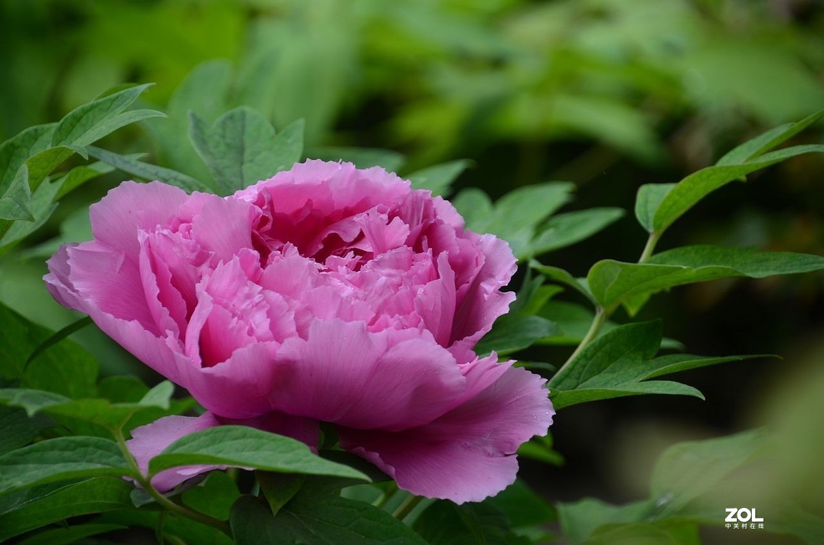 雨 后 的 牡 丹 花 ------。