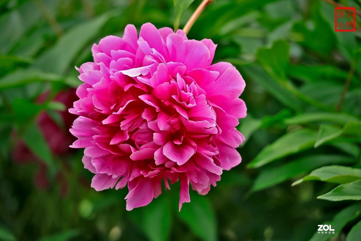 春天的花会开16芍药花