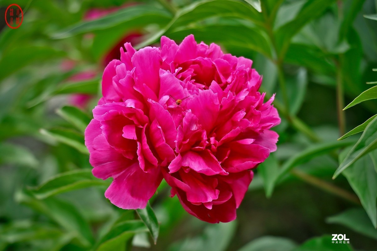 春天的花会开16芍药花