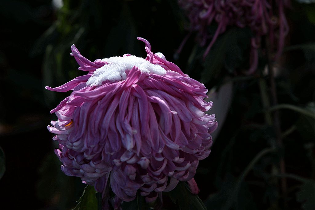 雪后北海公园的菊花