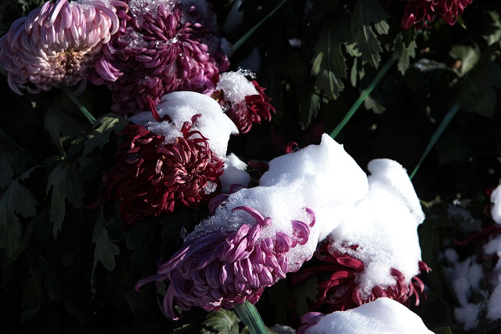 雪后北海公园的菊花