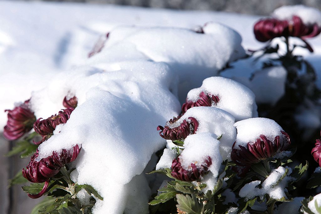 雪后北海公园的菊花