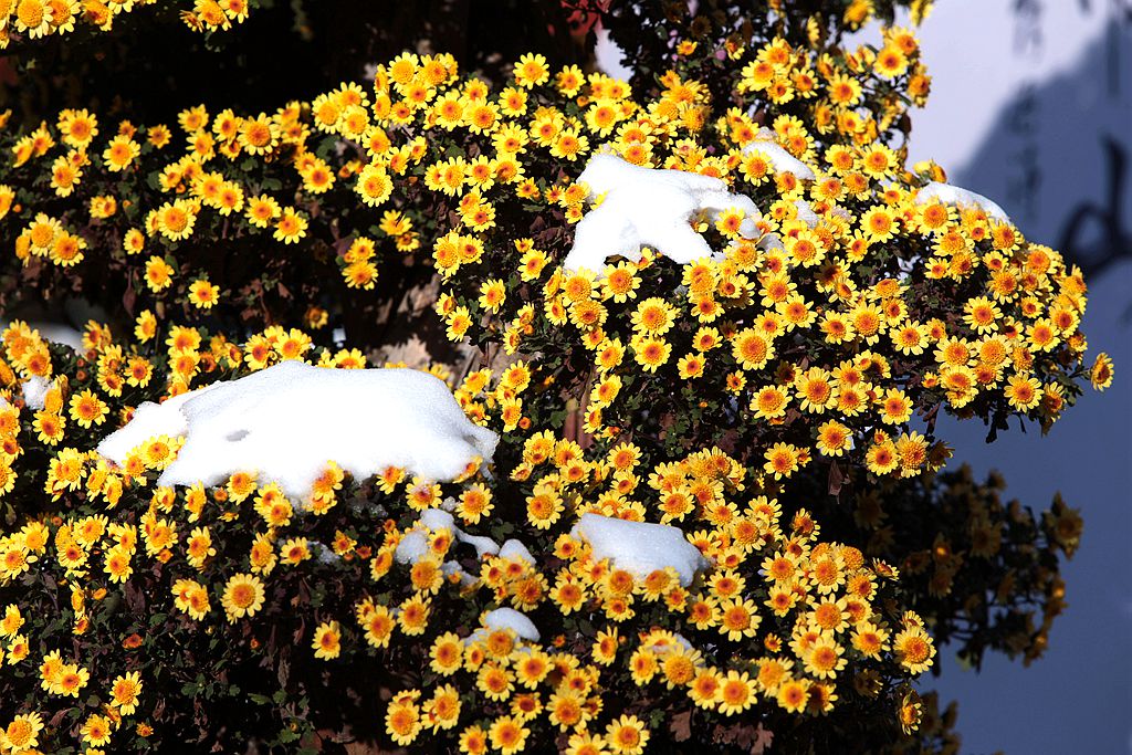 雪后北海公园的菊花