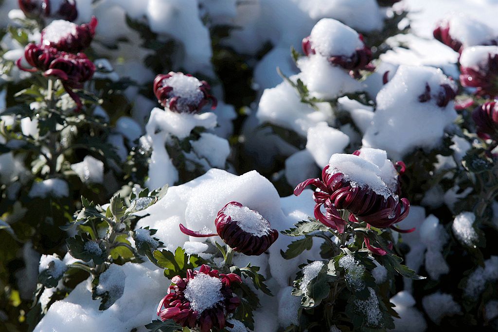 雪后北海公园的菊花
