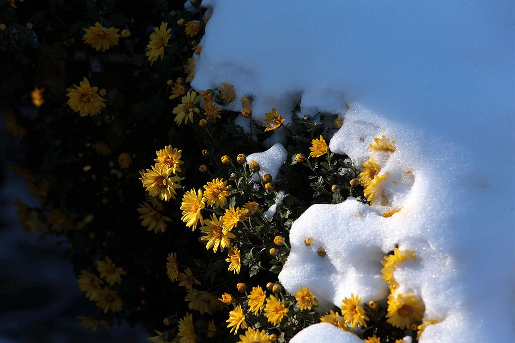 雪后北海公园的菊花