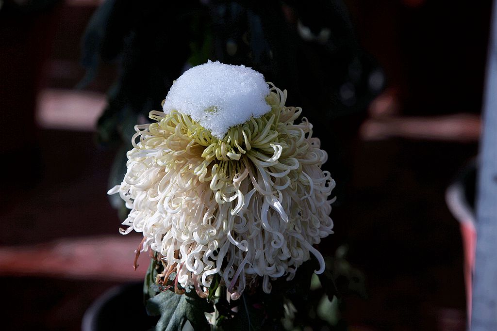 雪后北海公园的菊花