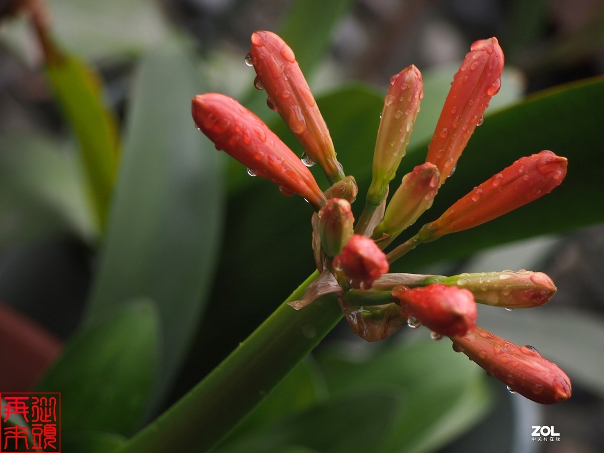 春雨后待开放的君子兰花