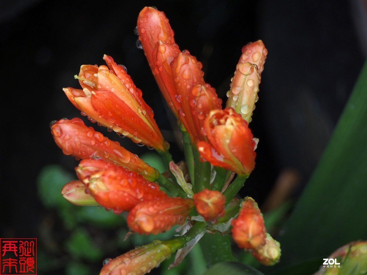 春雨后待开放的君子兰花