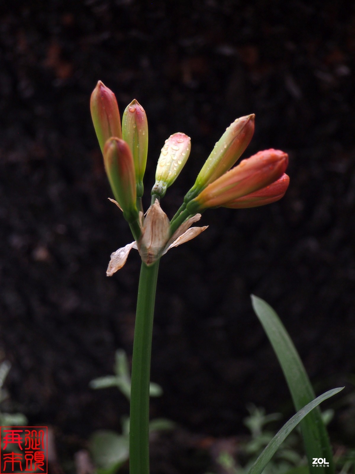 春雨后待开放的君子兰花