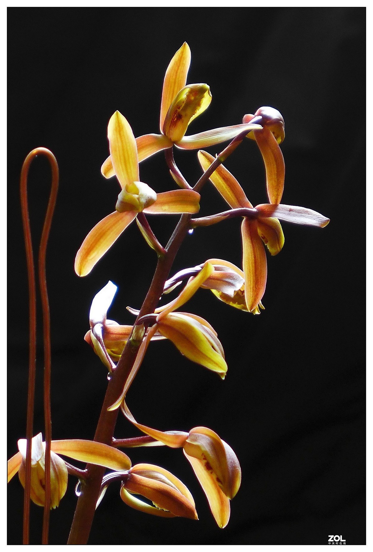 惠兰花与玉兰花