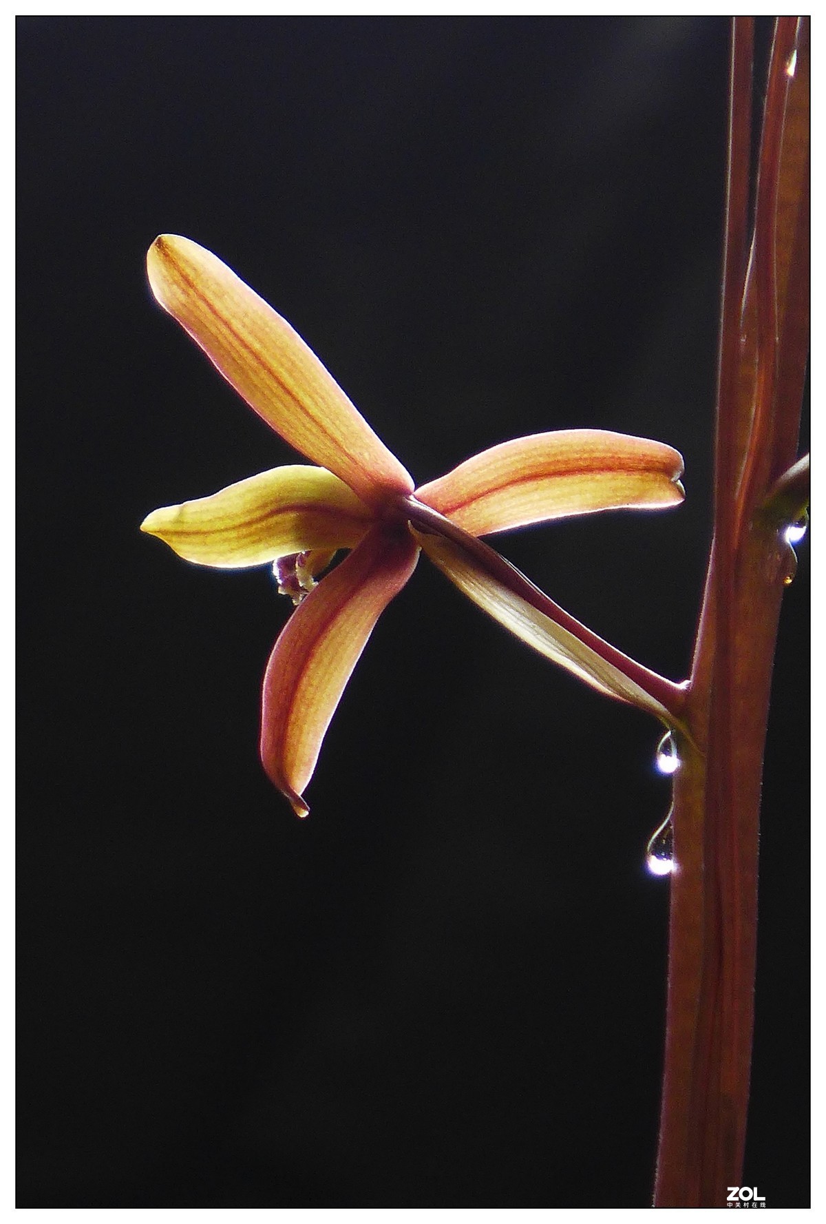 惠兰花与玉兰花