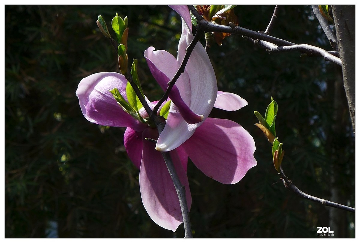 惠兰花与玉兰花
