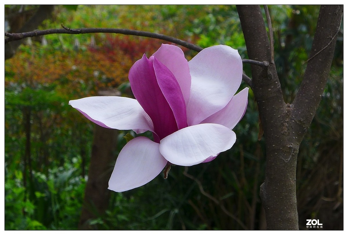 惠兰花与玉兰花