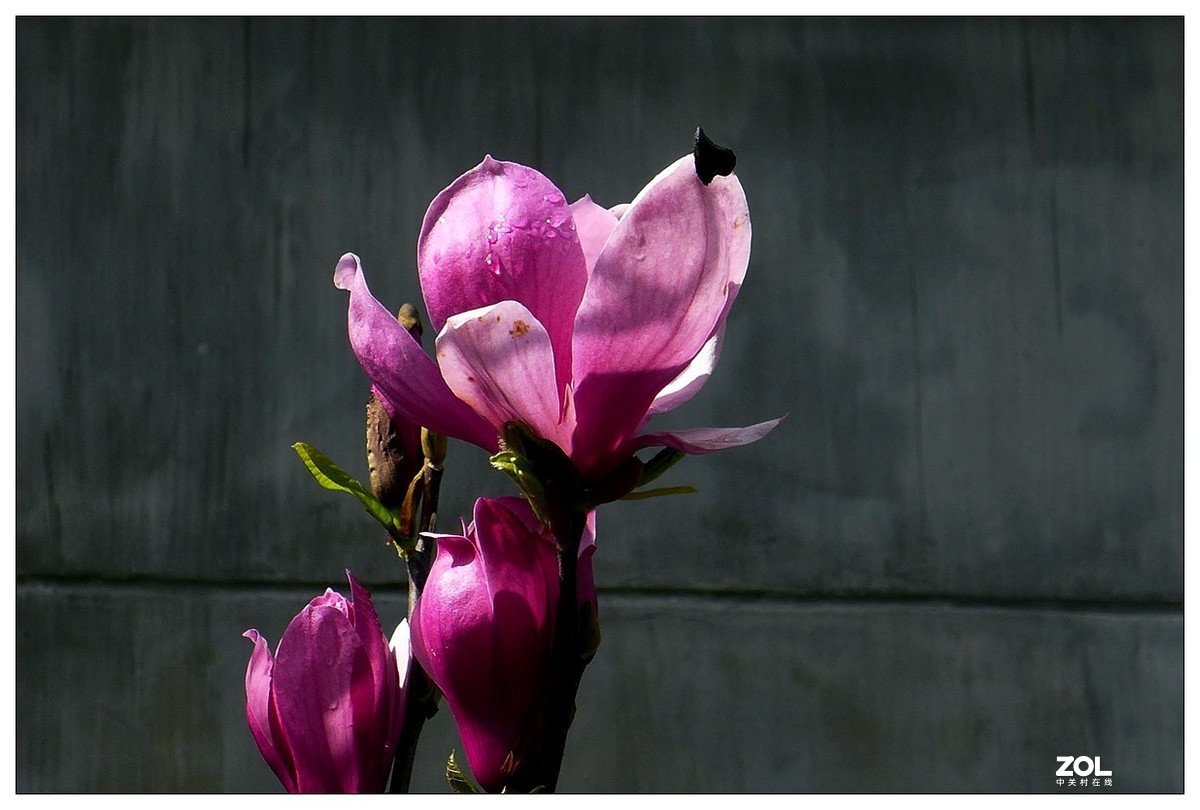 惠兰花与玉兰花