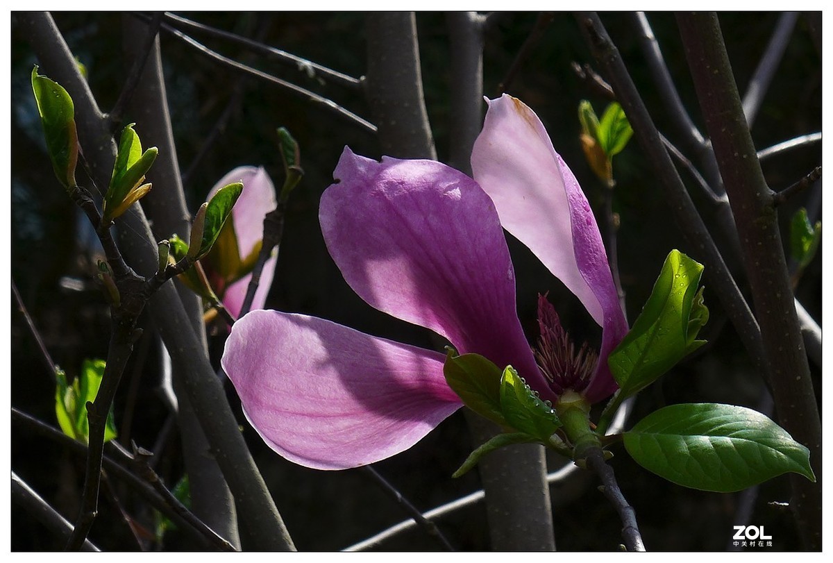 惠兰花与玉兰花