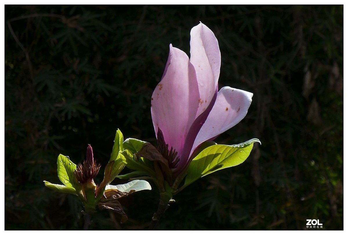 惠兰花与玉兰花