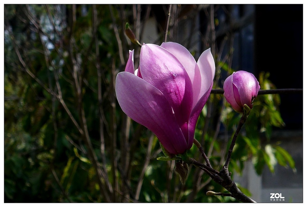 惠兰花与玉兰花