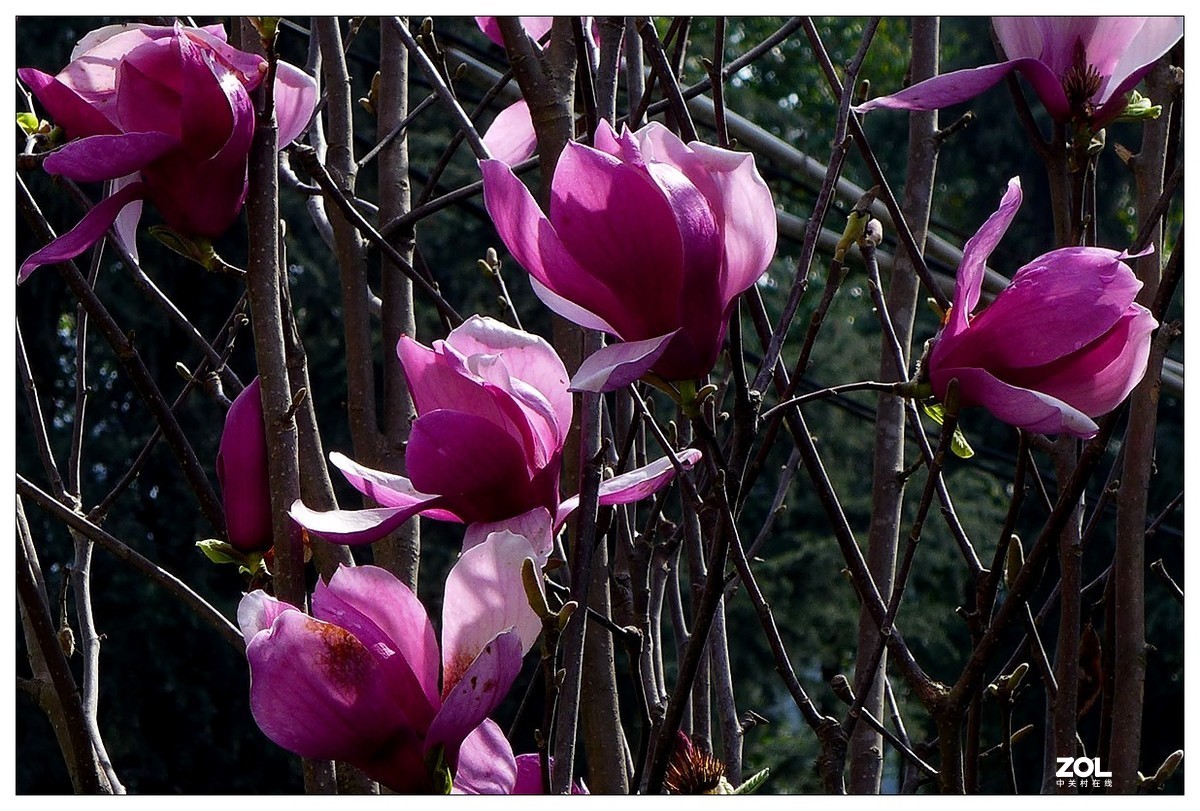 惠兰花与玉兰花