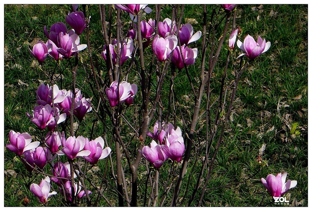 惠兰花与玉兰花