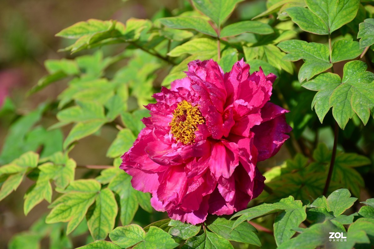 春色满园，牡丹花