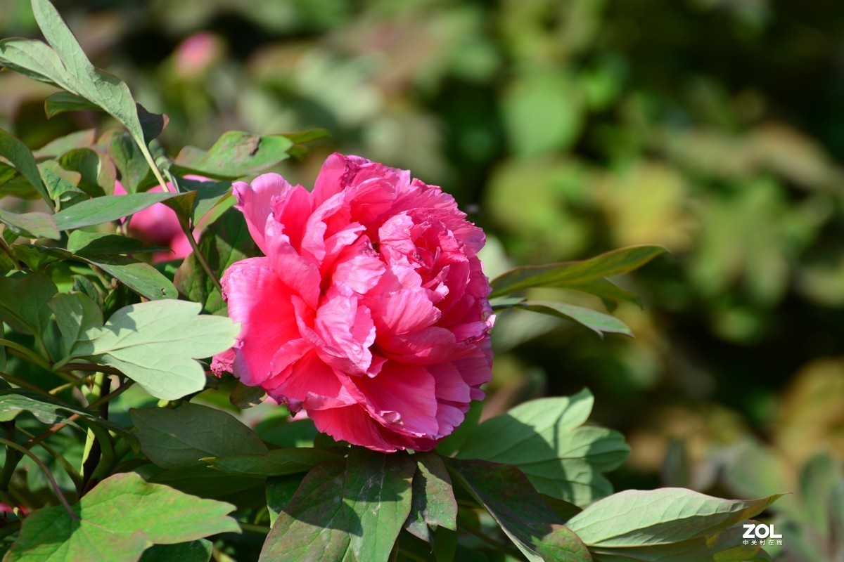 春色满园，牡丹花