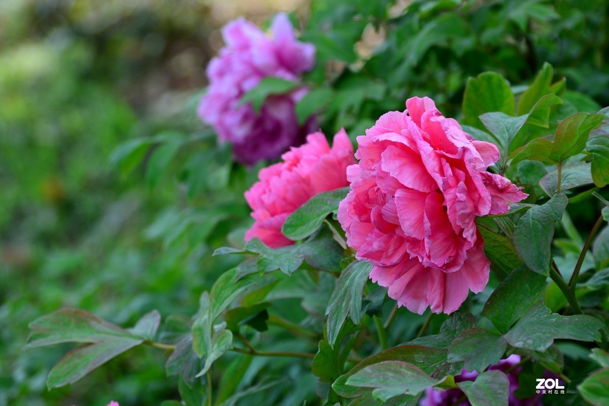春色满园，牡丹花