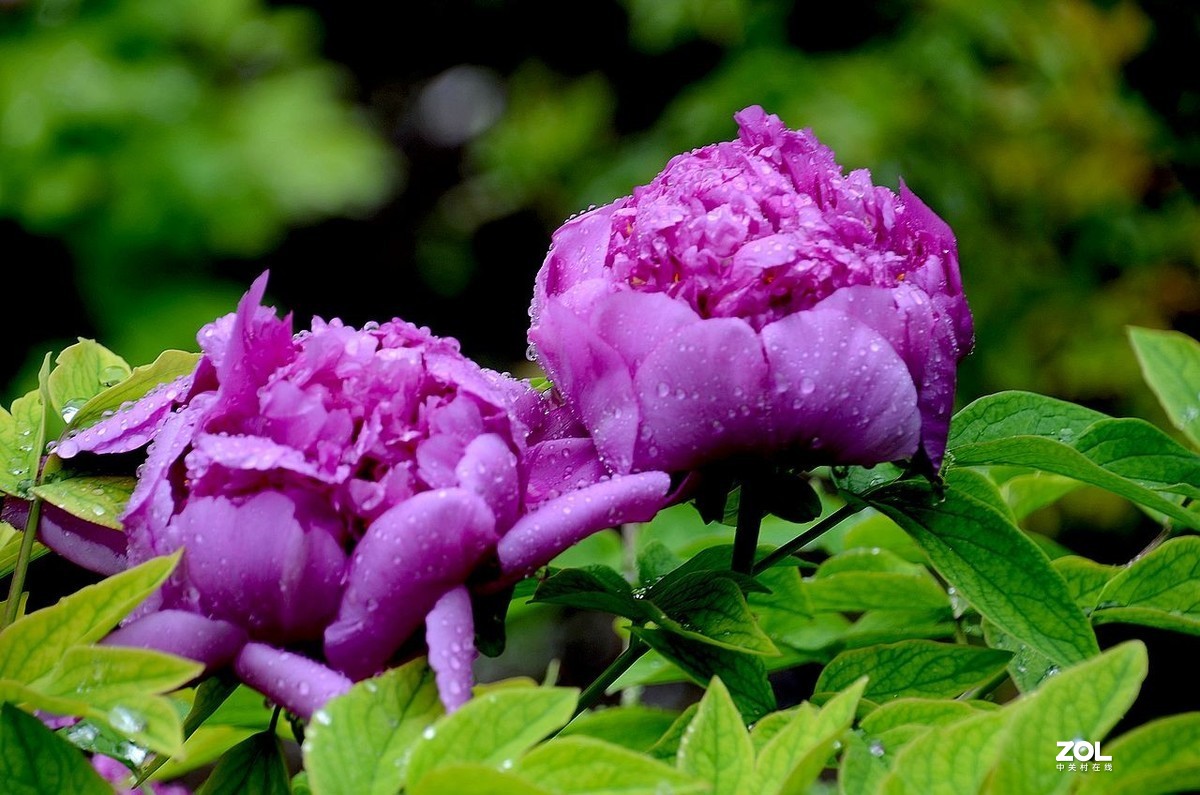 雨 后 的 牡 丹 花 ------。