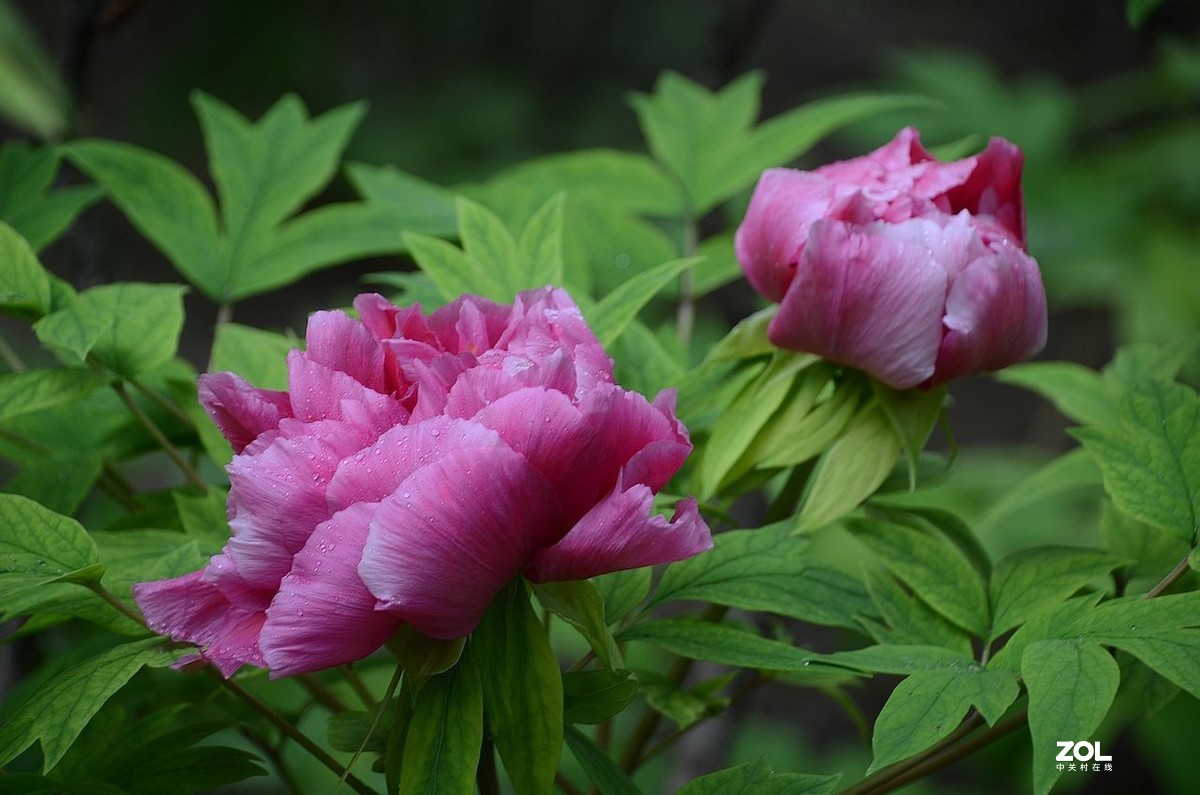 雨 后 的 牡 丹 花 ------。