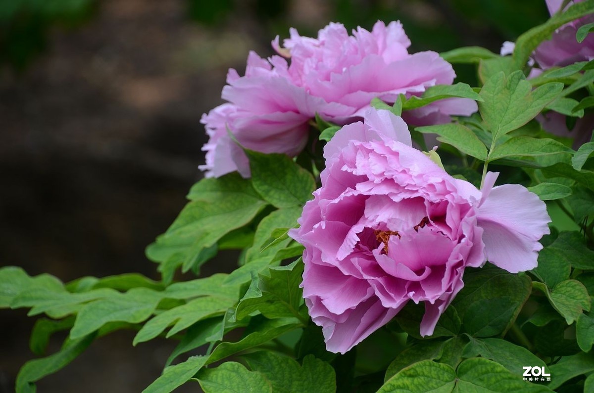雨 后 的 牡 丹 花 ------。