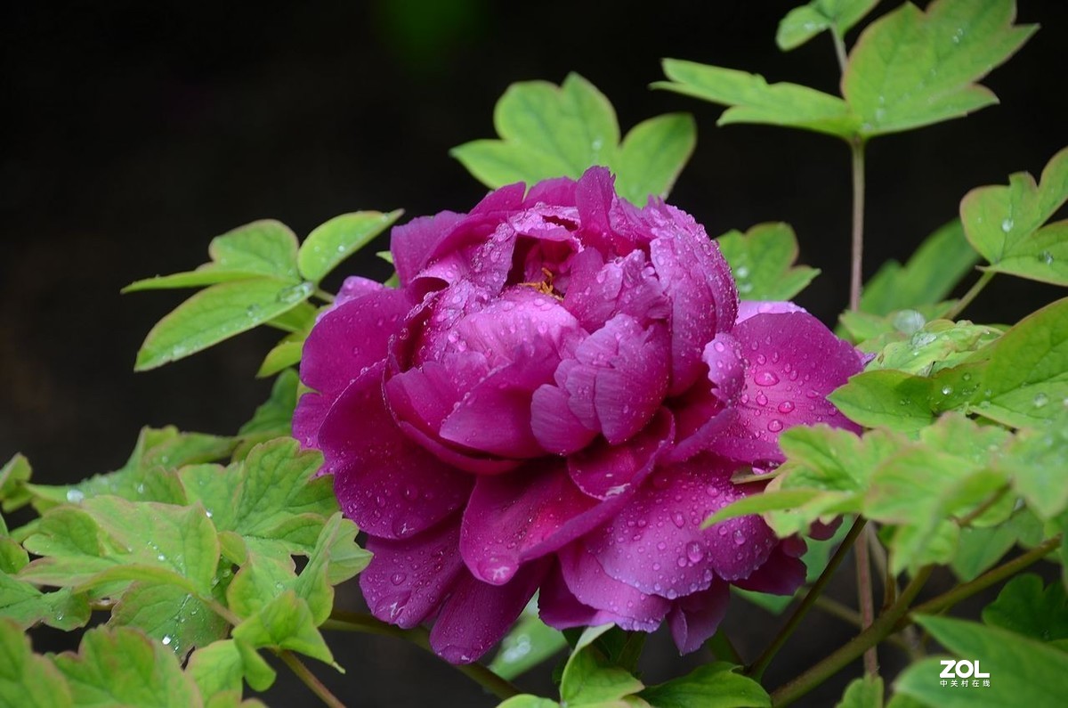 雨 后 的 牡 丹 花 ------。
