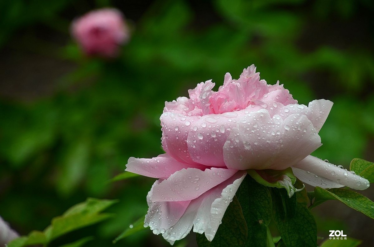 雨 后 的 牡 丹 花 ------。