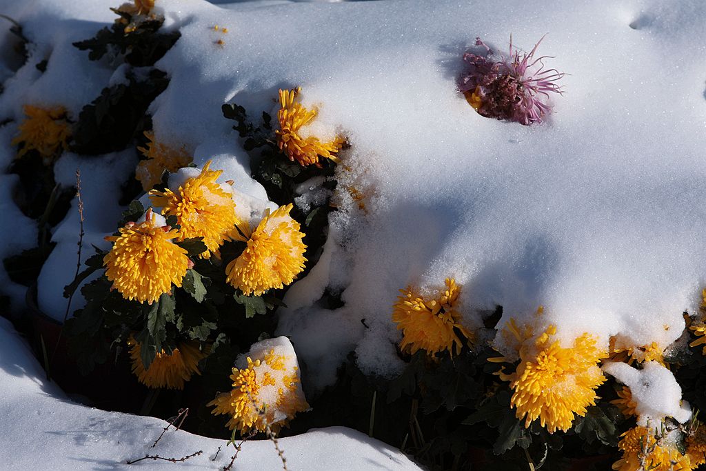 雪后北海公园的菊花