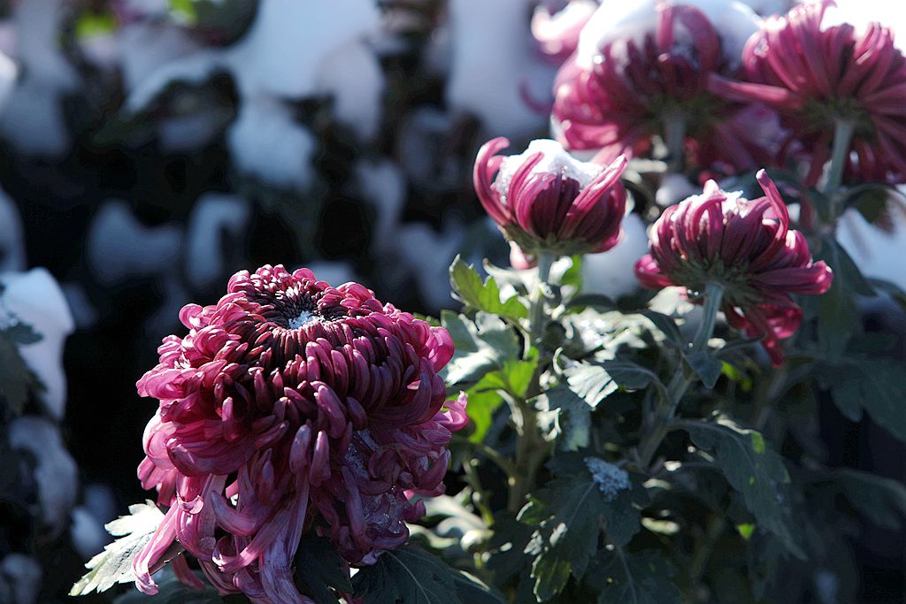 雪后北海公园的菊花