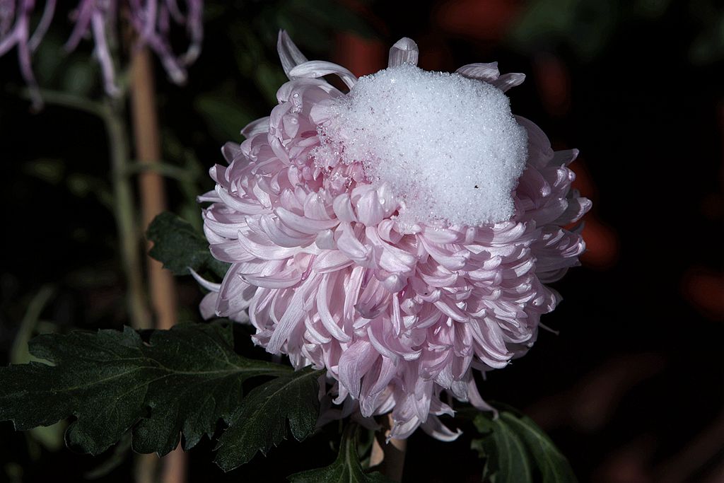 雪后北海公园的菊花