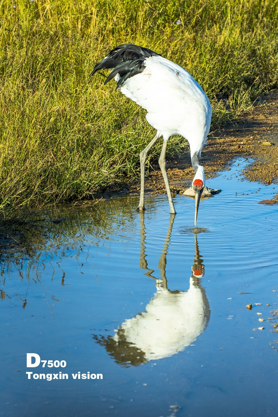 湿地里的丹顶鹤(22)-中关村在线摄影论坛