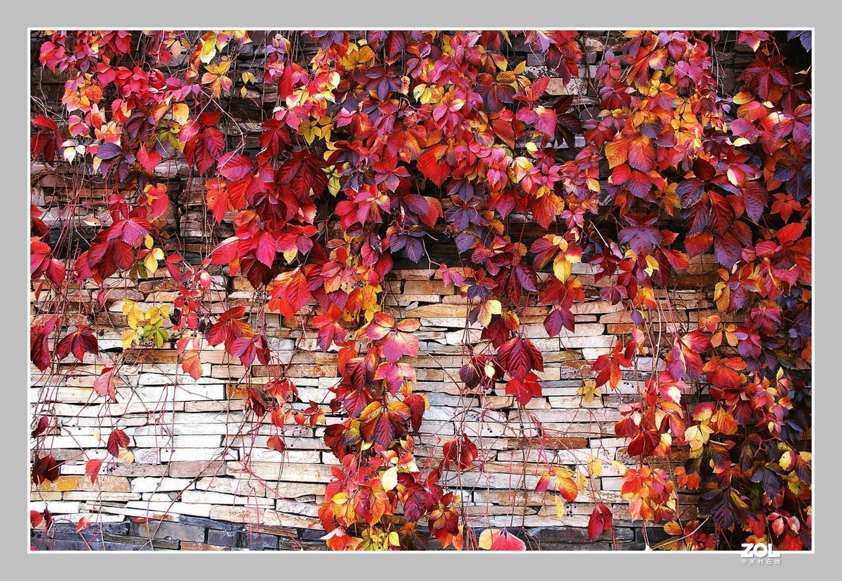 爬山虎的秋天