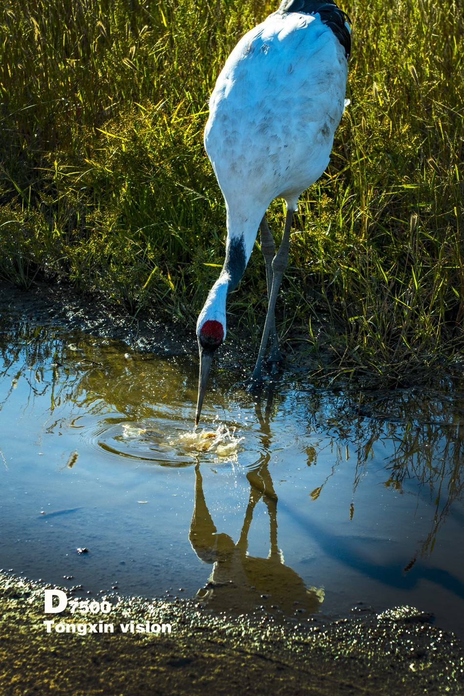 湿地里的丹顶鹤22