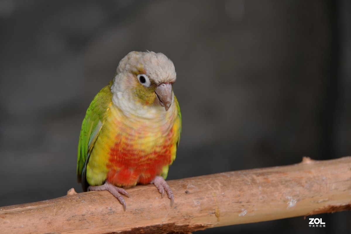Sun Conure Parrots HD Desktop壁纸：宽屏：高清晰度：全屏