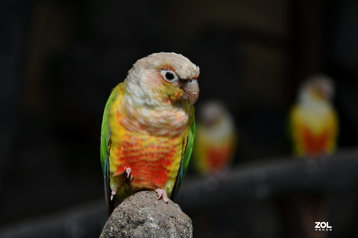 【凤梨小太阳鹦鹉】