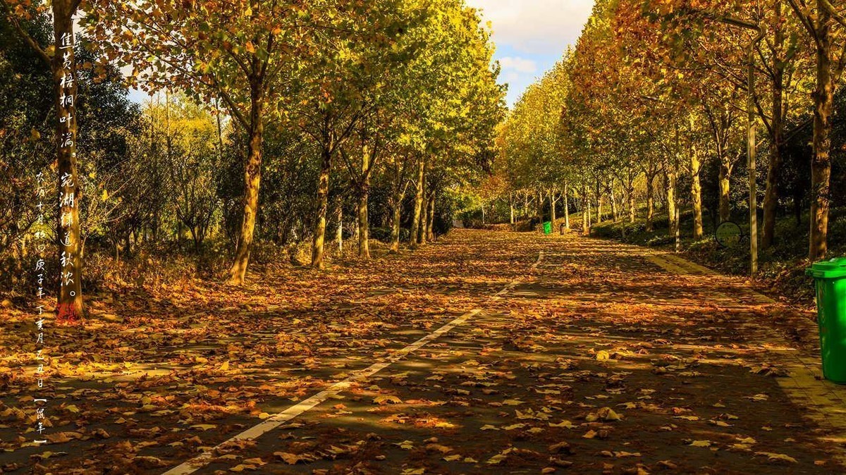 焦黄梧桐叶满，宛湖绿道秋浓。