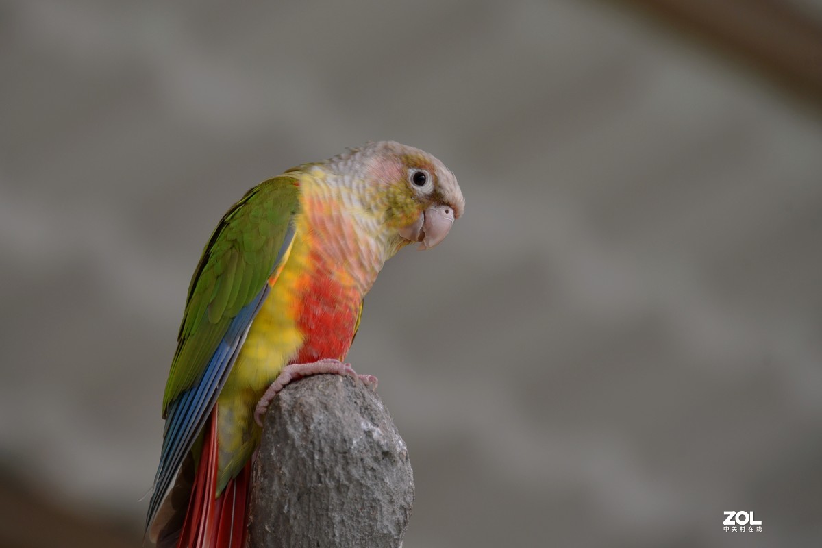【凤梨小太阳鹦鹉】