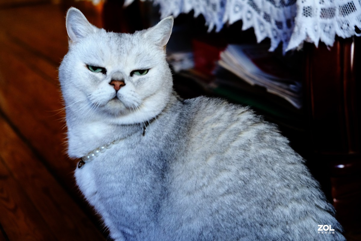 2021年俺家“立冬”大猫咪威武霸气……