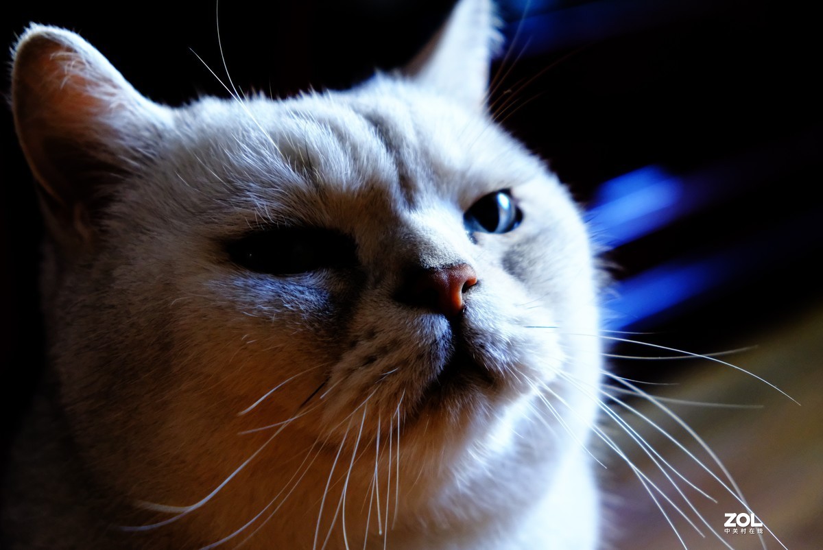 2021年俺家“立冬”大猫咪威武霸气……