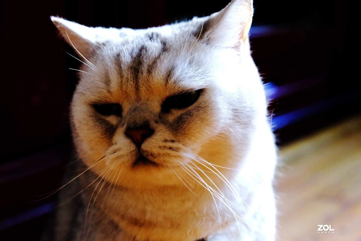 2021年俺家“立冬”大猫咪威武霸气……