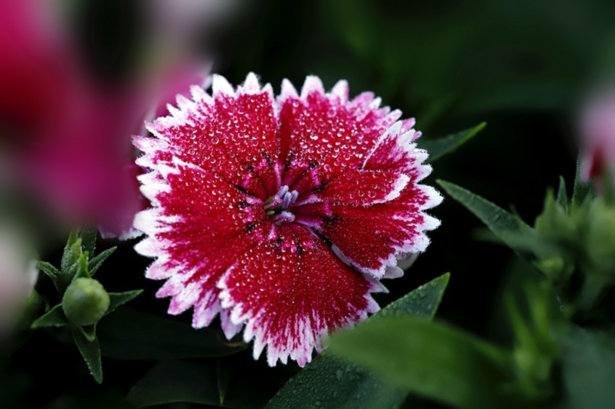 平平淡淡石竹花