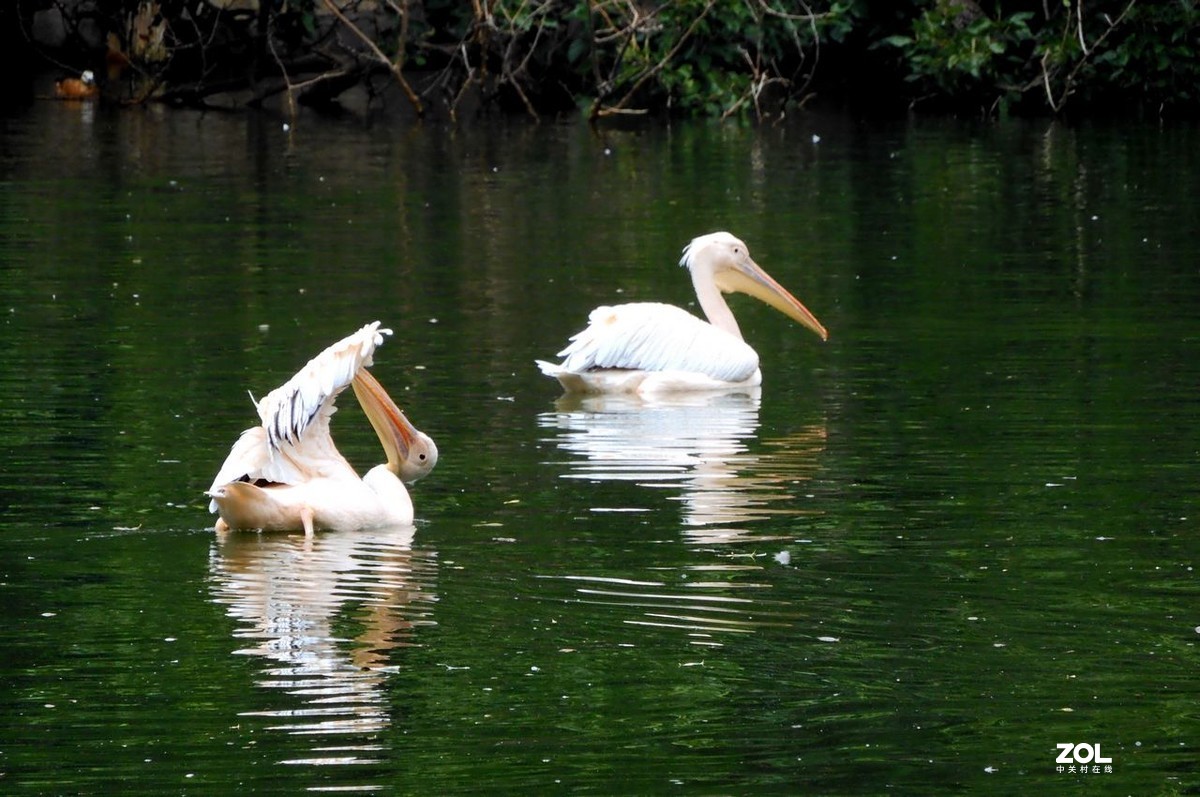 一 组 剃 鹕 --------。