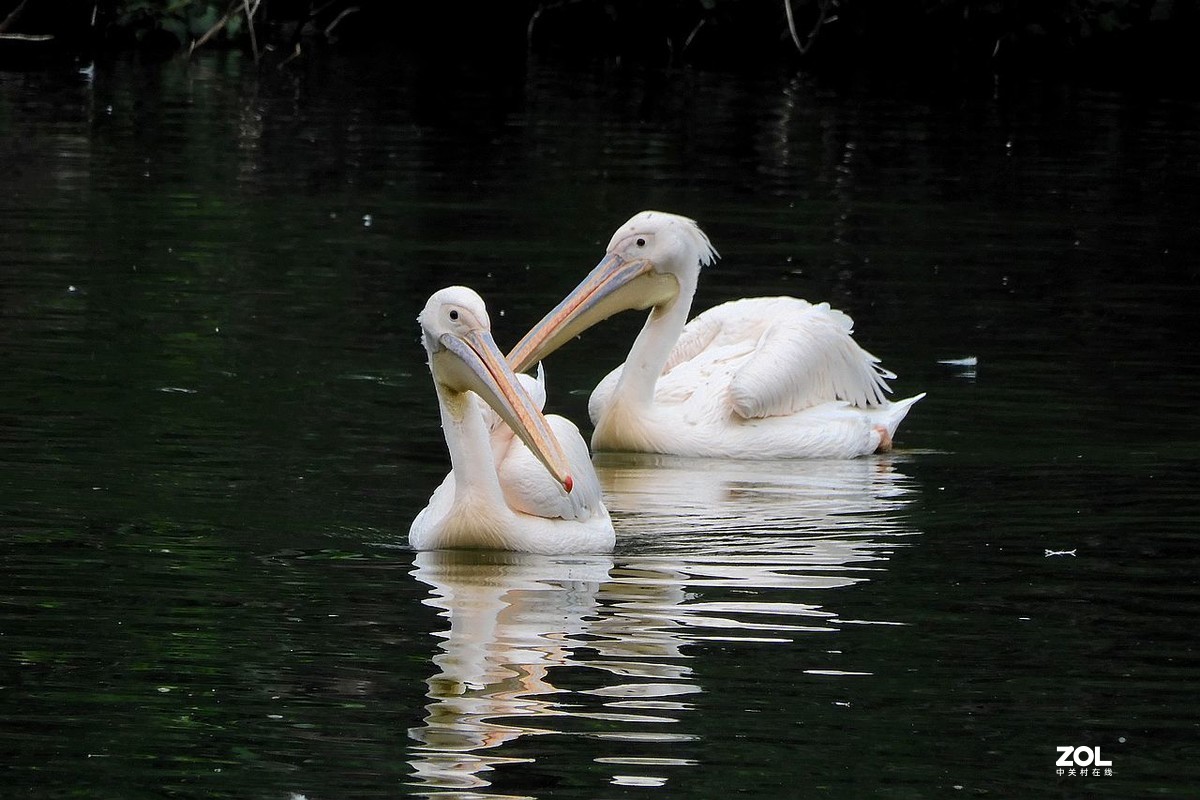 一 组 剃 鹕 --------。