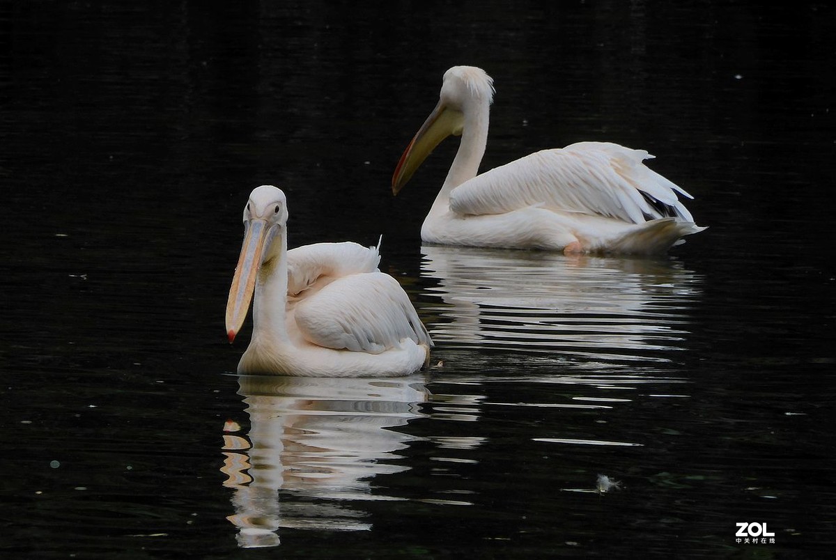 一 组 剃 鹕 --------。