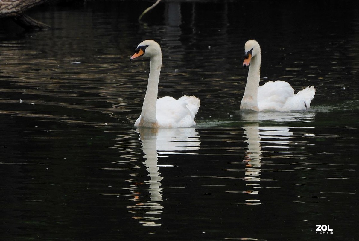 一 组 剃 鹕 --------。