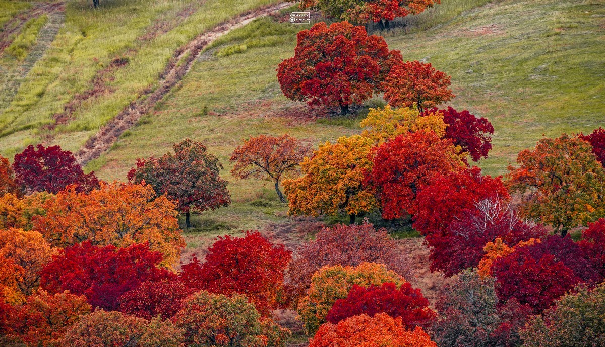 代钦塔拉五角枫